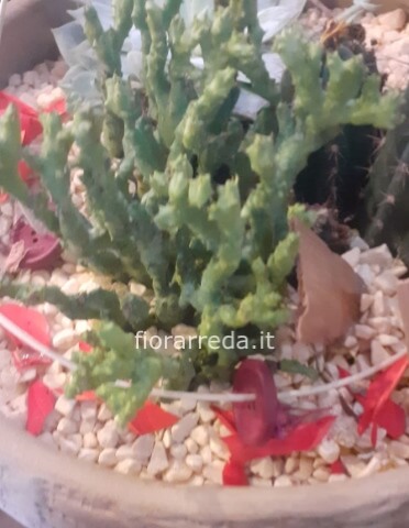 Composizioni Ciotola Grande con Piante Grasse