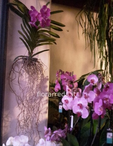 Orchidee Wanda tipo 2