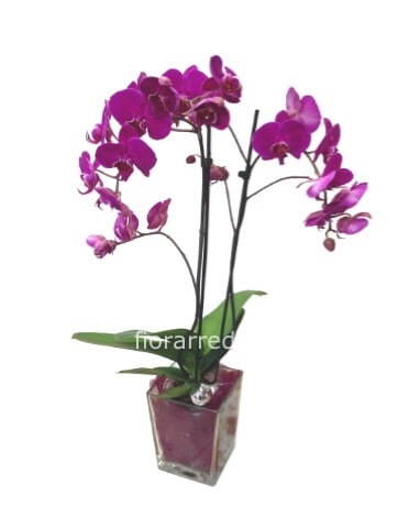 Pianta di Phaleonopsis, diversi colori a richiesta.