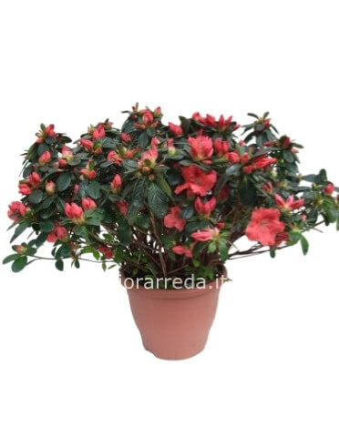 Pianta di azalea