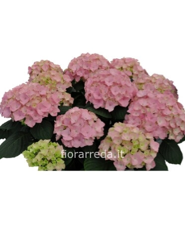 Pianta di ortensia.