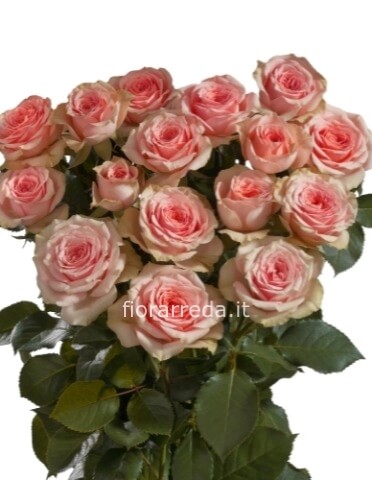 Rose colore rosa da comporre in mazzo per numero di steli.