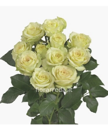 Rose colore bianco da comporre in mazzo per numero di steli.